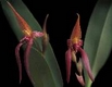 Orchideen bulbophyllum 0081