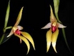 Orchideen bulbophyllum 0084