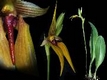 Orchideen bulbophyllum 0086