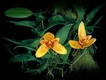 Orchideen bulbophyllum 0090