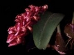 Orchideen bulbophyllum 0091
