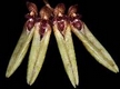 Orchideen bulbophyllum 0093
