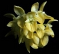 Orchideen bulbophyllum 0094