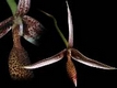 Orchideen bulbophyllum 0095