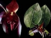 Orchideen bulbophyllum 0099