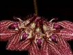 Orchideen bulbophyllum 0103