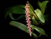 Orchideen bulbophyllum 0105