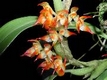 Orchideen bulbophyllum 0108