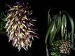 Orchideen bulbophyllum 0110