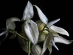 Orchideen bulbophyllum 0114