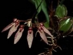 Orchideen bulbophyllum 0117