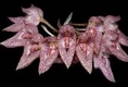 Orchideen bulbophyllum 0120