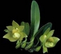 Orchideen bulbophyllum 0122