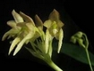 Orchideen bulbophyllum 0124