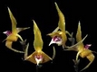 Orchideen bulbophyllum 0125