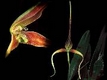 Orchideen bulbophyllum 0126