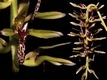 Orchideen bulbophyllum 0129
